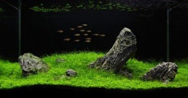Aquascape mooi Aquascape mooi