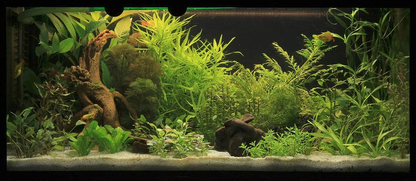 aquarium zoals het hoort