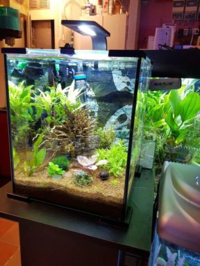mooi aquarium bak met planten mooi aquarium bak met planten