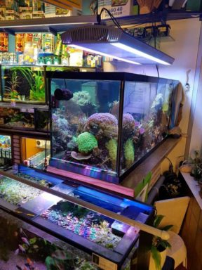 zout water aquarium bak zout water aquarium bak