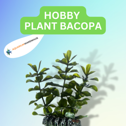 HOBBY PLANT BACOPA