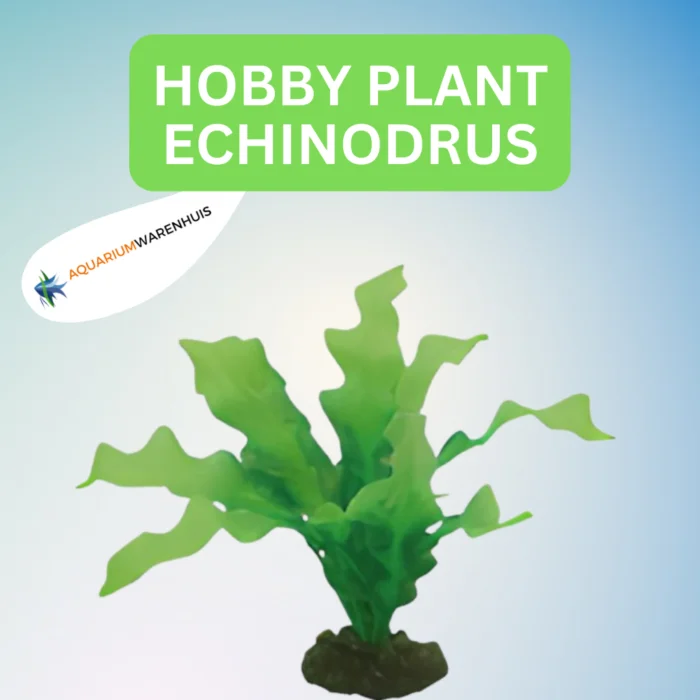 HOBBY PLANT ECHINODRUS