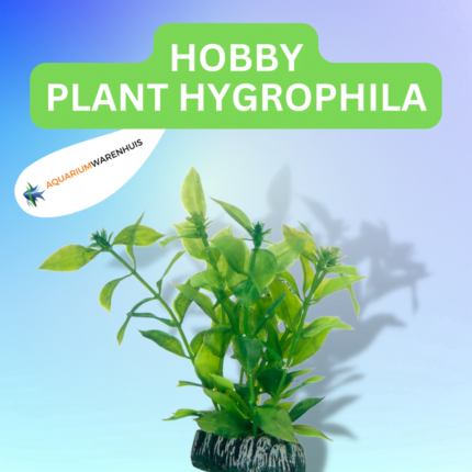 HOBBY PLANT HYGROPHILA