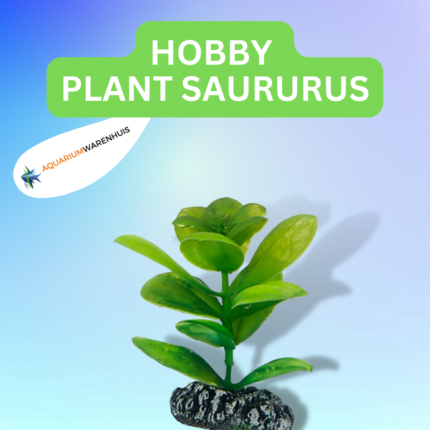 HOBBY PLANT SAURURUS