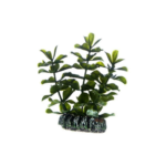 Hobby Bacopa 7