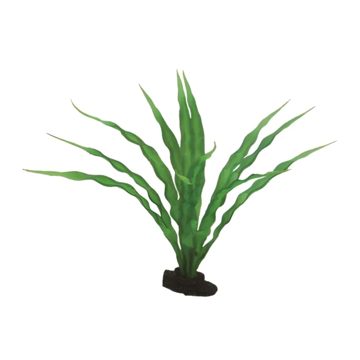 Hobby Crinum