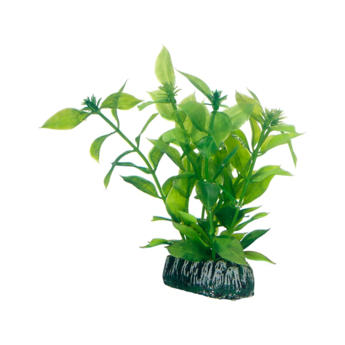 Hobby Hygrophila