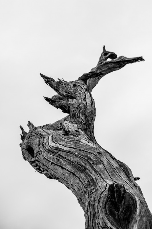 aquarium hout