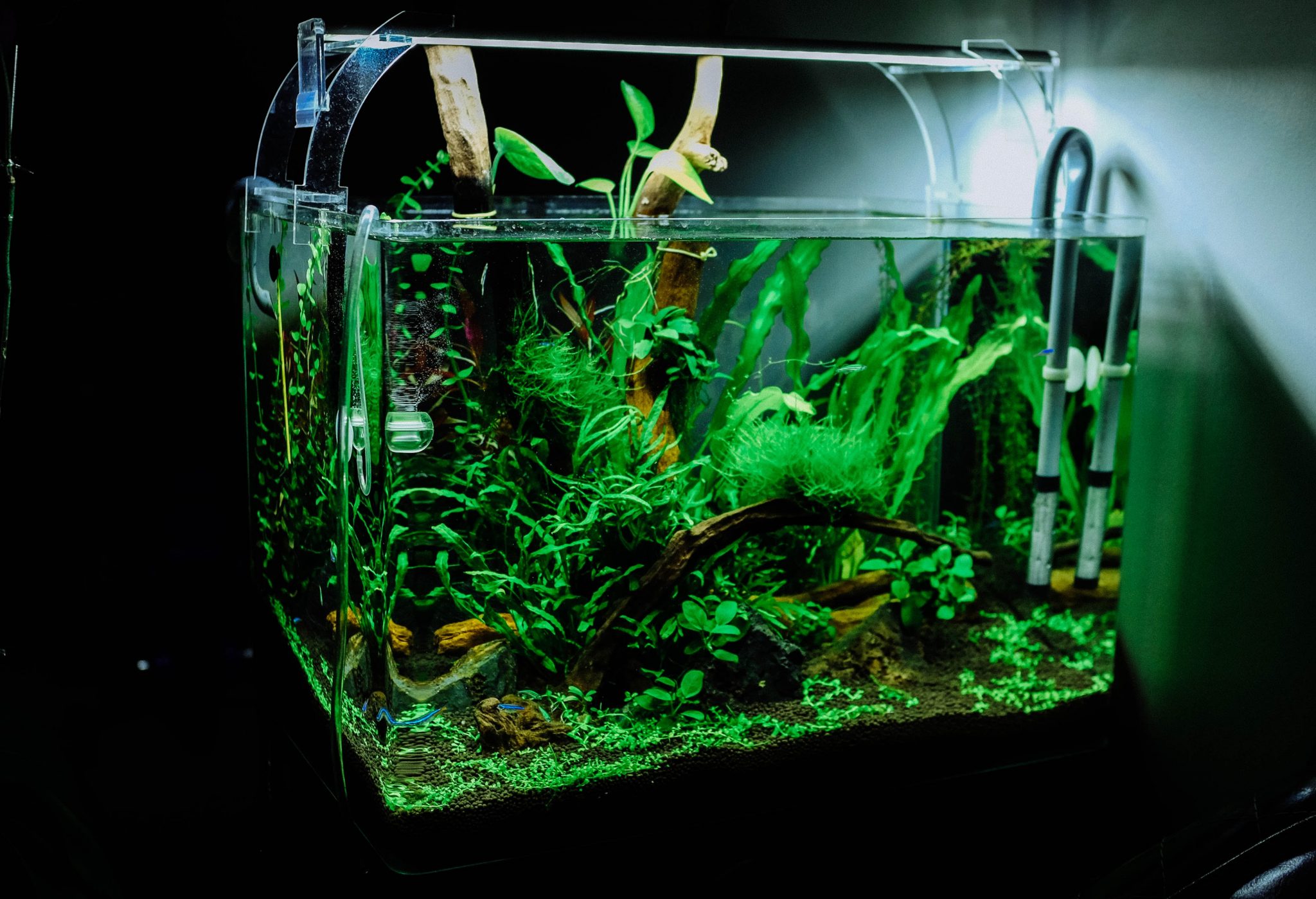 Aquarium gh waarde aanpassen, wat betekent dat? Aquariumwarenhuis