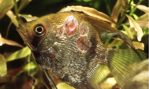 Weekendtas dichtbij Verbieden Diagnose van visziekten in het aquarium | Aquariumwarenhuis