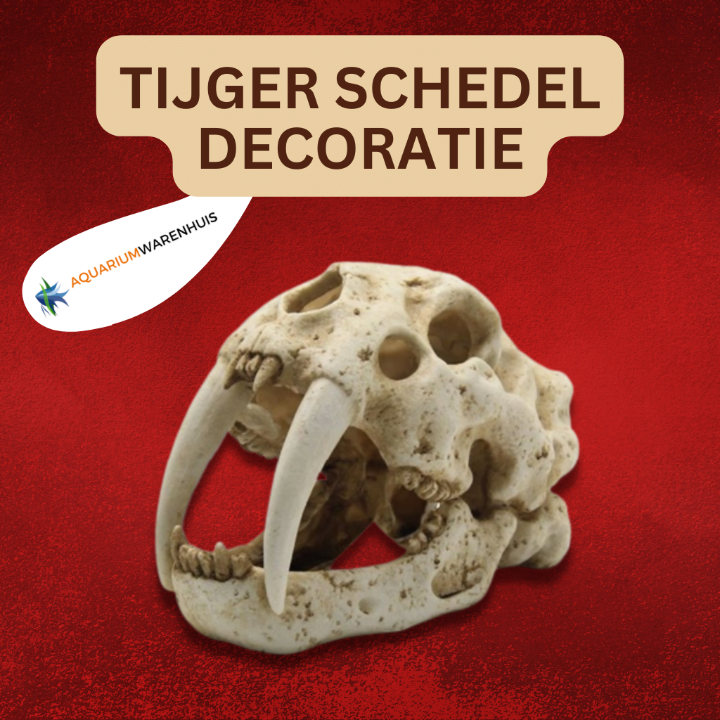 leer Hoe dan ook winnen BLUE BELLE PACIFIC TIGER SKULL | Aquariumwarenhuis