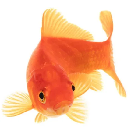 goudvis