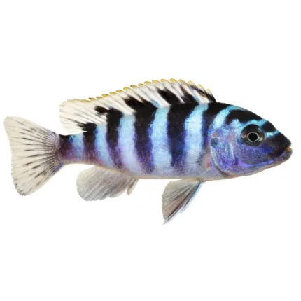 cichlid