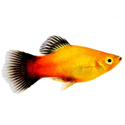 platy
