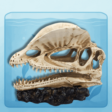 Dinosaurus Schedel