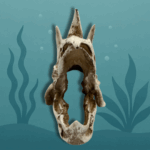 Triceratops Dino Schedel Voor