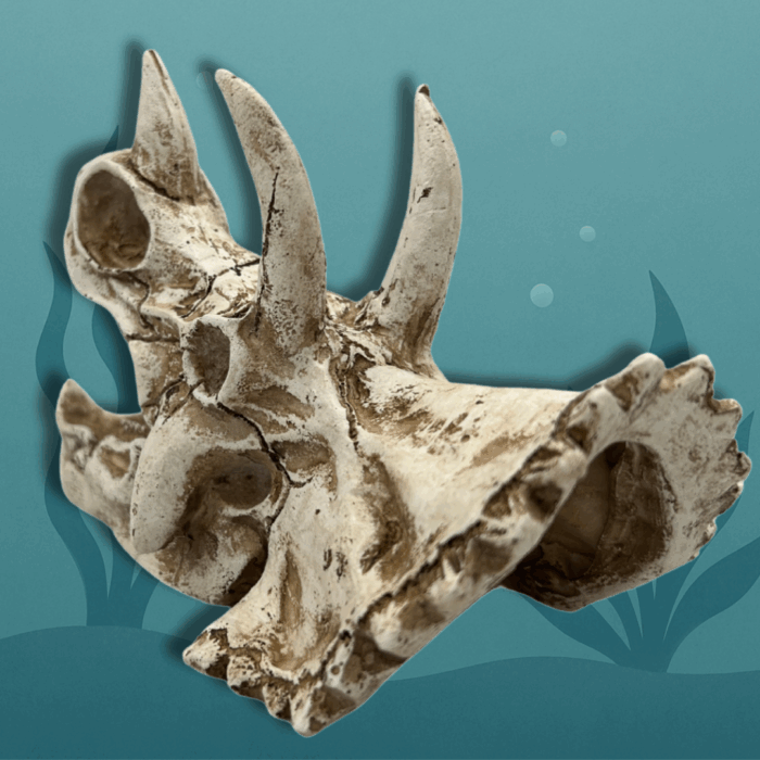 Triceratops Dino Schedel Achter Links