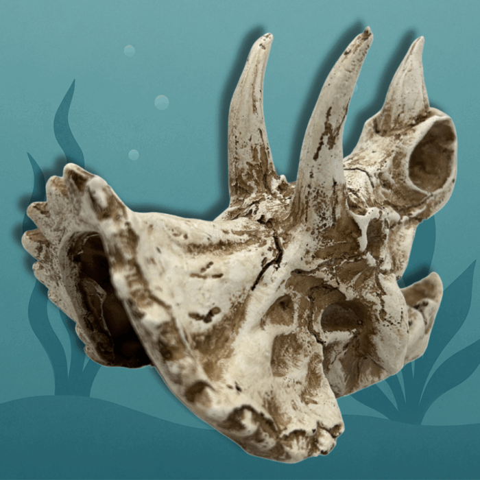Triceratops Dino Schedel Achter Rechts