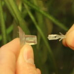 Gel o Drops Halter gebruik