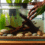 Veilige aquariumdecoratie met rivierstenen drijfhout en waterplanten