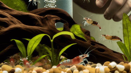 Welke garnalen geschikt voor aquarium met waterplanten sponsfilter en hout