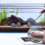 Microfauna in aquarium met natuurlijk substraat waterplanten en drijfhout