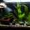 Algen bestrijden in je aquarium met groene algen waterplanten en grindbodem
