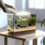 Nano-aquarium voor beginners met Javamos Anubias grind en filter