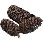 Dennerle Black Cones, natuurlijk pH stabiliserend