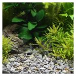 Dennerle 8-12mm natuurlijk grind, pH-neutraal en veilig