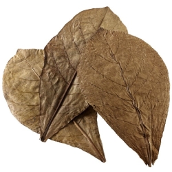 HOBBY NANO CATAPPA LEAVES 12 ST1